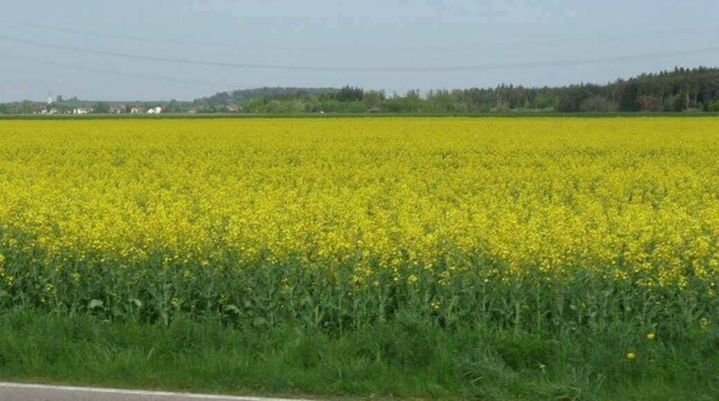 Rapsfeld bei Parsdorf