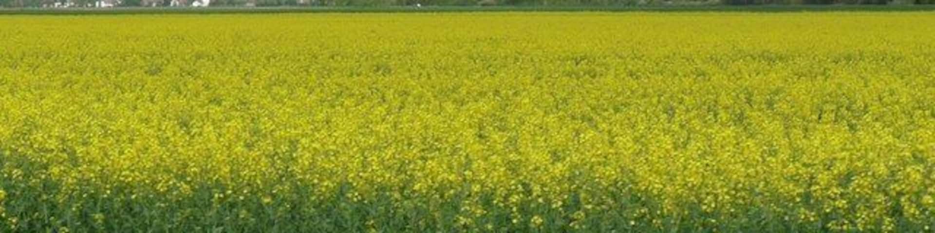 Rapsfeld bei Parsdorf