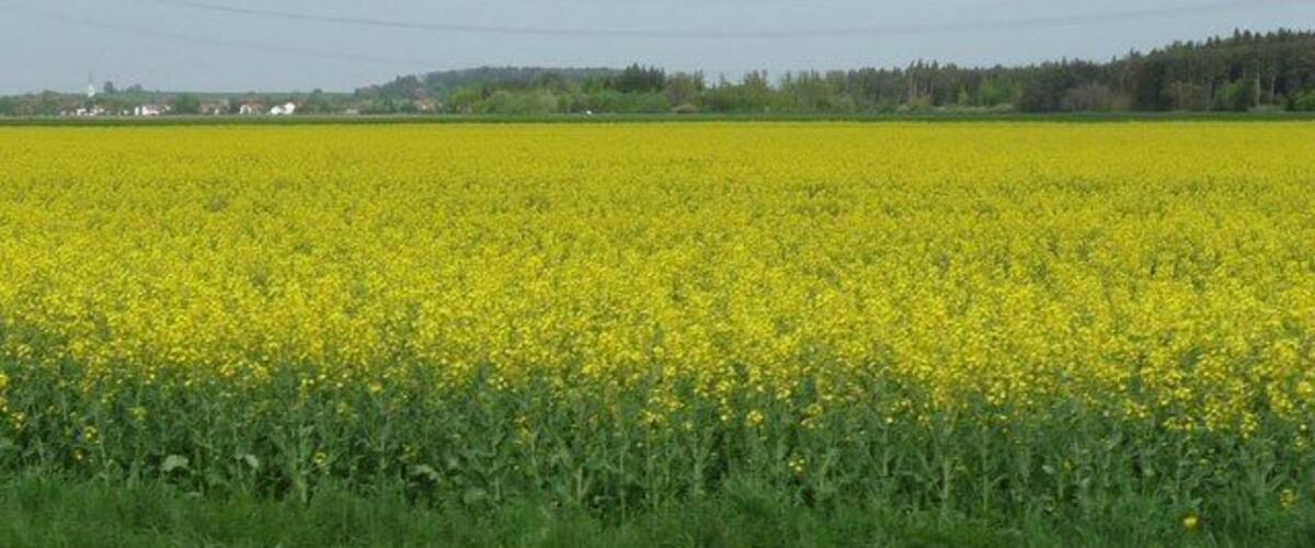 A field of yellow flowers, a road, and a distant treeline.