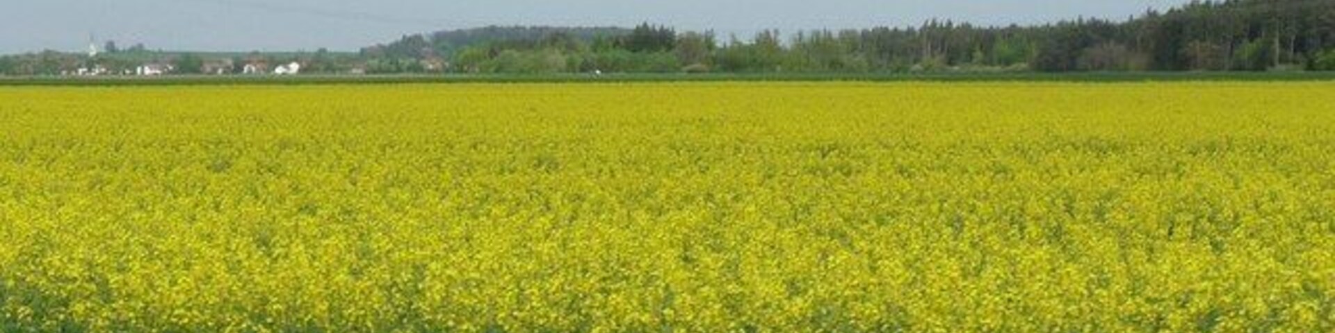 A field of yellow flowers, a road, and a distant treeline.