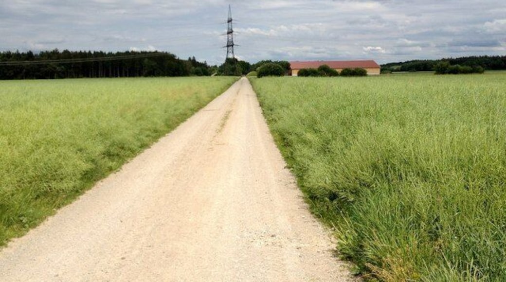Feldweg bei Hergolding