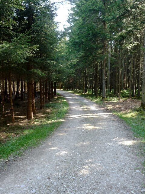 Waldweg im Parsdorfer Hart