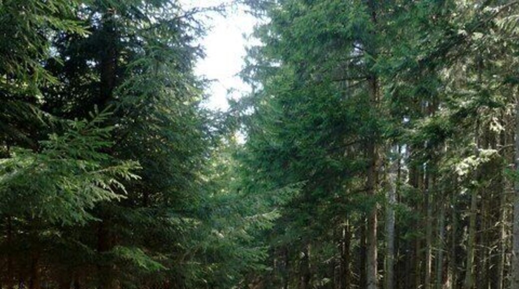 Waldweg im Parsdorfer Hart
