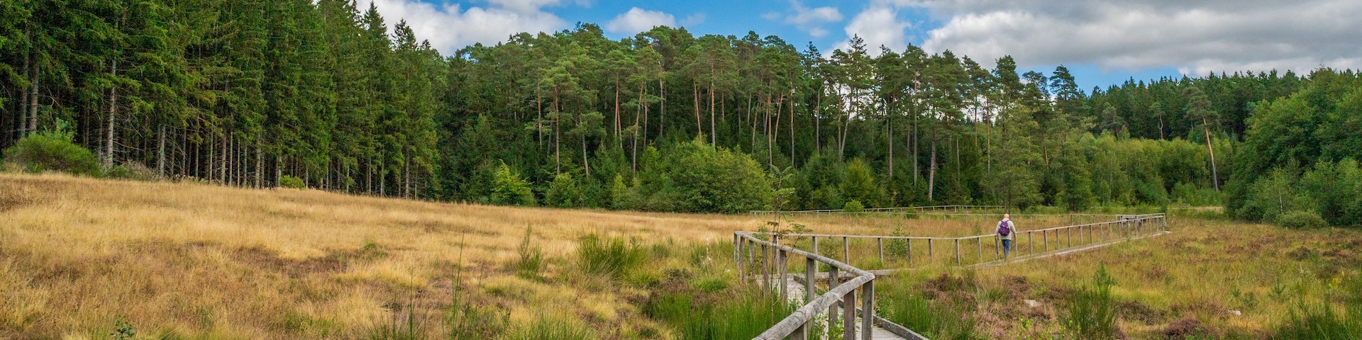 Une promenade en bois traverse un champ herbeux, avec une forêt en arrière-plan.