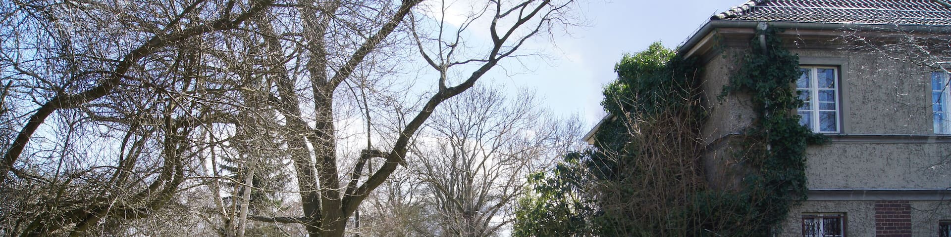 A tree-lined pathway leading to a house with ivy.