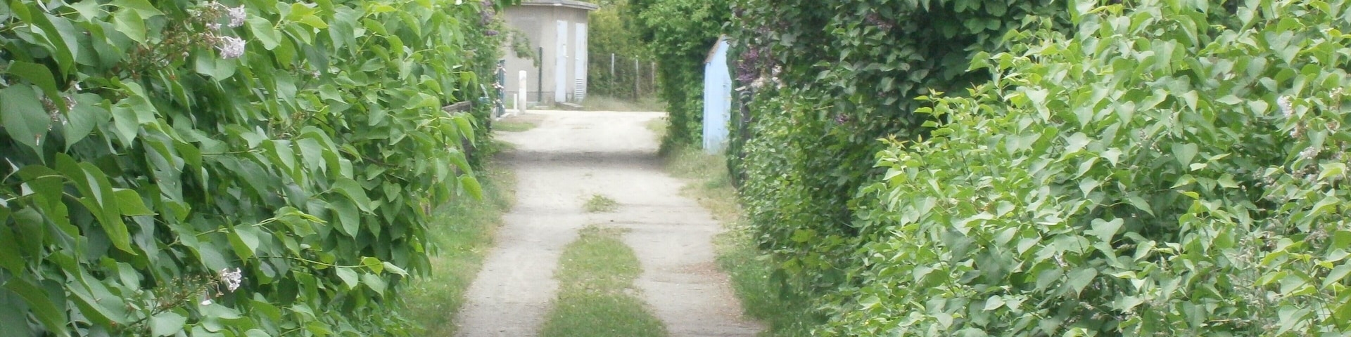 Prinzenapfelweg ist eine Straße im Ortsteil Berlin-Französisch Buchholz (hier in Blickrichtung: West)