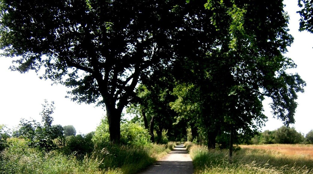 Lindenberger Weg ist eine Straße im Berliner Ortsteil Stadtrandsiedlung Malchow. Der Weg von Blankenburg nach Lindenberg wurde durch den Bau der Bundesstraße 2 und später durch den Berliner Außenring beschnitten. Die einstige Bedeutung hatte der Lindenberger Weg als Zufahrt in die Rieselfelder, seither wurde er zum Wanderweg durch den Stadtrandpark Neue Wiesen. Hier der Blick 250 Meter westlich der Bundesstraße 2 nach West in den bis zum Berliner Außenring asphaltierten Teil.