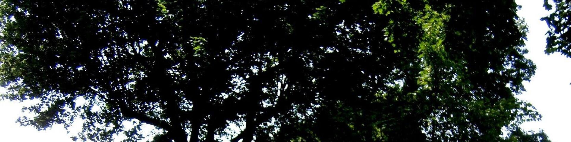 Lindenberger Weg ist eine Straße im Berliner Ortsteil Stadtrandsiedlung Malchow. Der Weg von Blankenburg nach Lindenberg wurde durch den Bau der Bundesstraße 2 und später durch den Berliner Außenring beschnitten. Die einstige Bedeutung hatte der Lindenberger Weg als Zufahrt in die Rieselfelder, seither wurde er zum Wanderweg durch den Stadtrandpark Neue Wiesen. Hier der Blick 250 Meter westlich der Bundesstraße 2 nach West in den bis zum Berliner Außenring asphaltierten Teil.