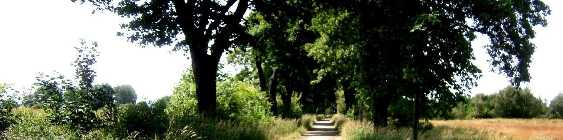 Lindenberger Weg ist eine Straße im Berliner Ortsteil Stadtrandsiedlung Malchow. Der Weg von Blankenburg nach Lindenberg wurde durch den Bau der Bundesstraße 2 und später durch den Berliner Außenring beschnitten. Die einstige Bedeutung hatte der Lindenberger Weg als Zufahrt in die Rieselfelder, seither wurde er zum Wanderweg durch den Stadtrandpark Neue Wiesen. Hier der Blick 250 Meter westlich der Bundesstraße 2 nach West in den bis zum Berliner Außenring asphaltierten Teil.