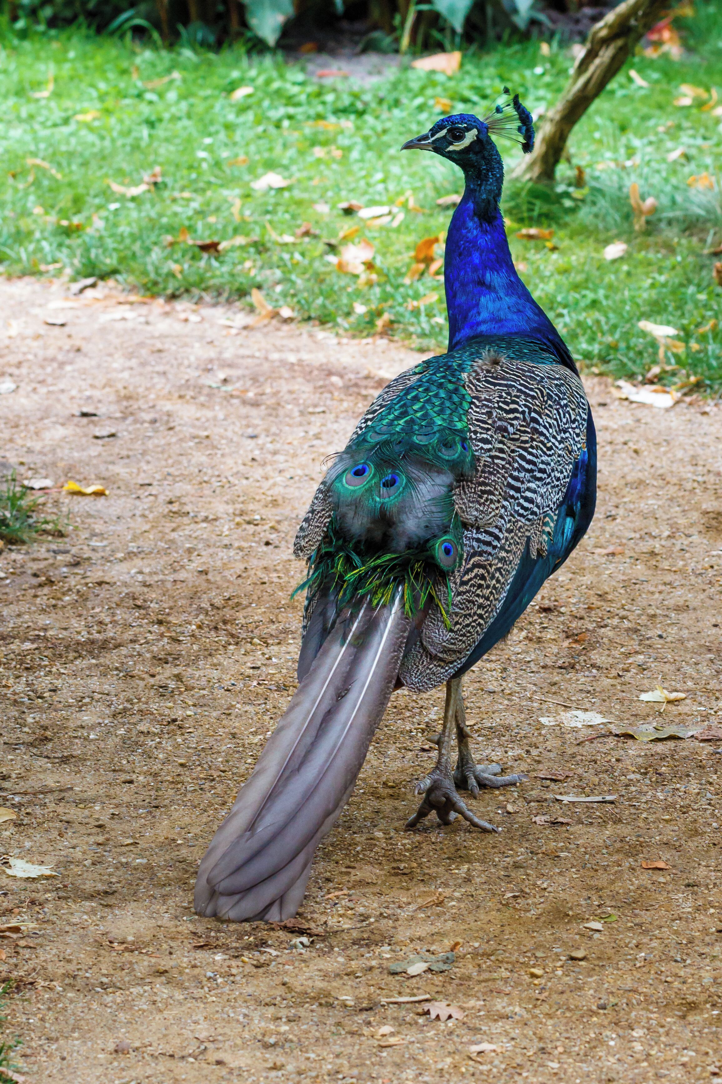 Pfau auf der Pfaueninsel