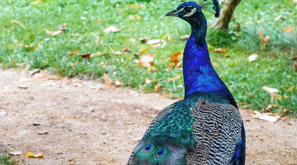 Pfau auf der Pfaueninsel