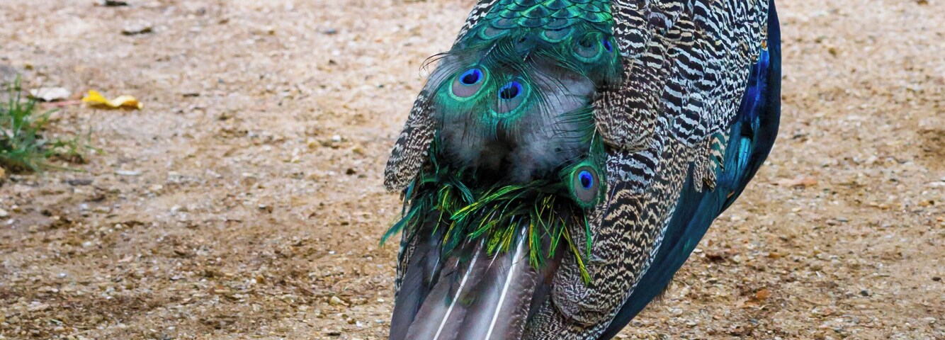 Pfau auf der Pfaueninsel