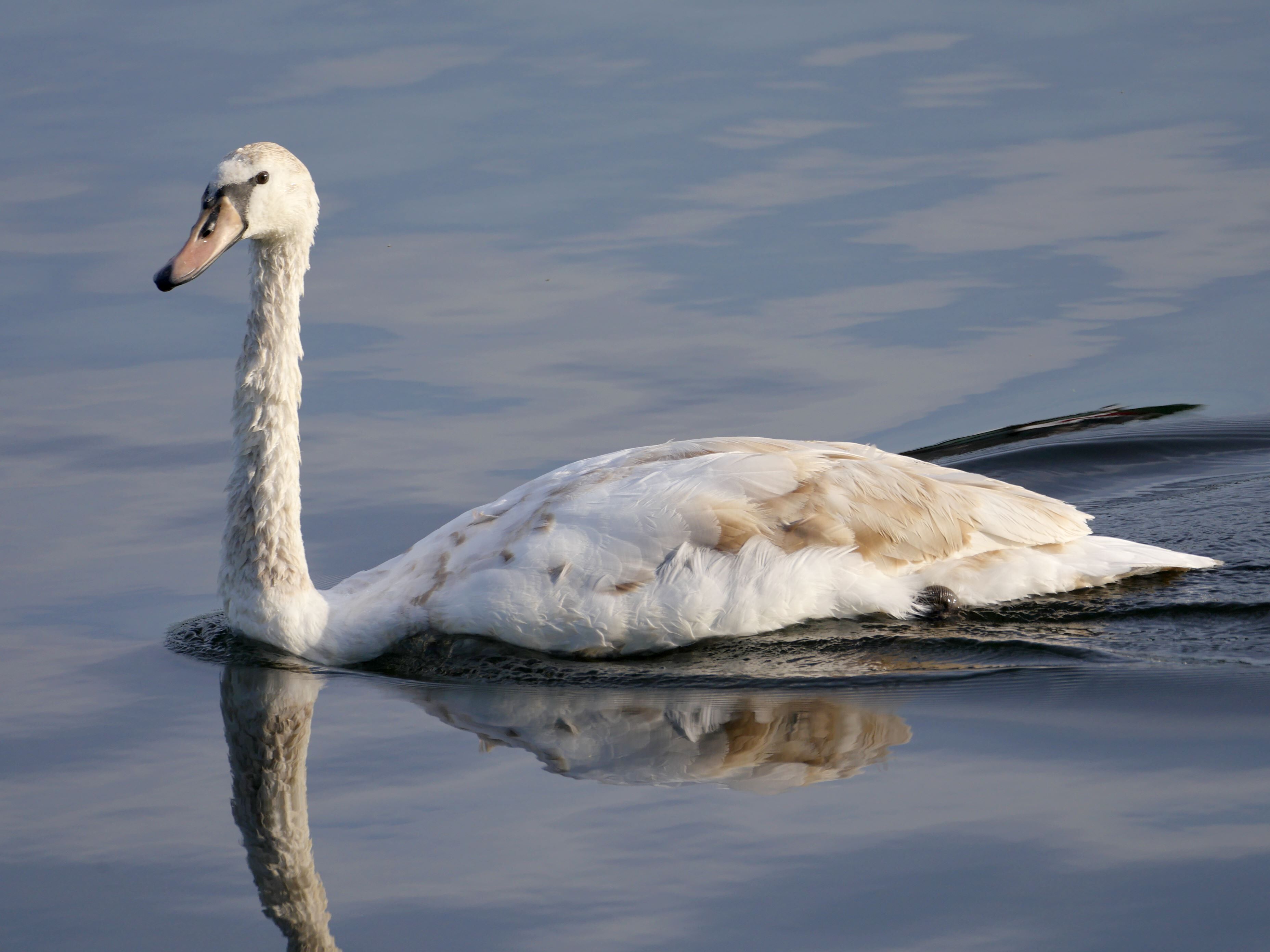 Junger Höckerschwan (Cygnus olor) am Krughorn im Europäischen Vogelschutzgebiet DE-3544-306 „Westlicher Düppeler Forst“ in Berlin