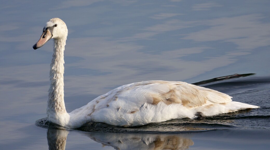 Junger Höckerschwan (Cygnus olor) am Krughorn im Europäischen Vogelschutzgebiet DE-3544-306 „Westlicher Düppeler Forst“ in Berlin