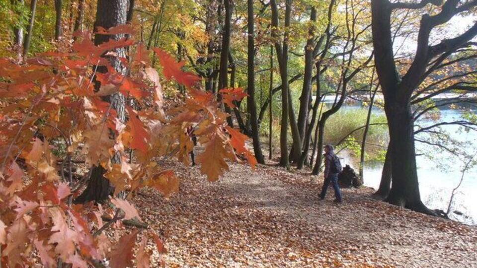 Herbst beim Schlachtensee (Autumn Beside the Schlachtensee)