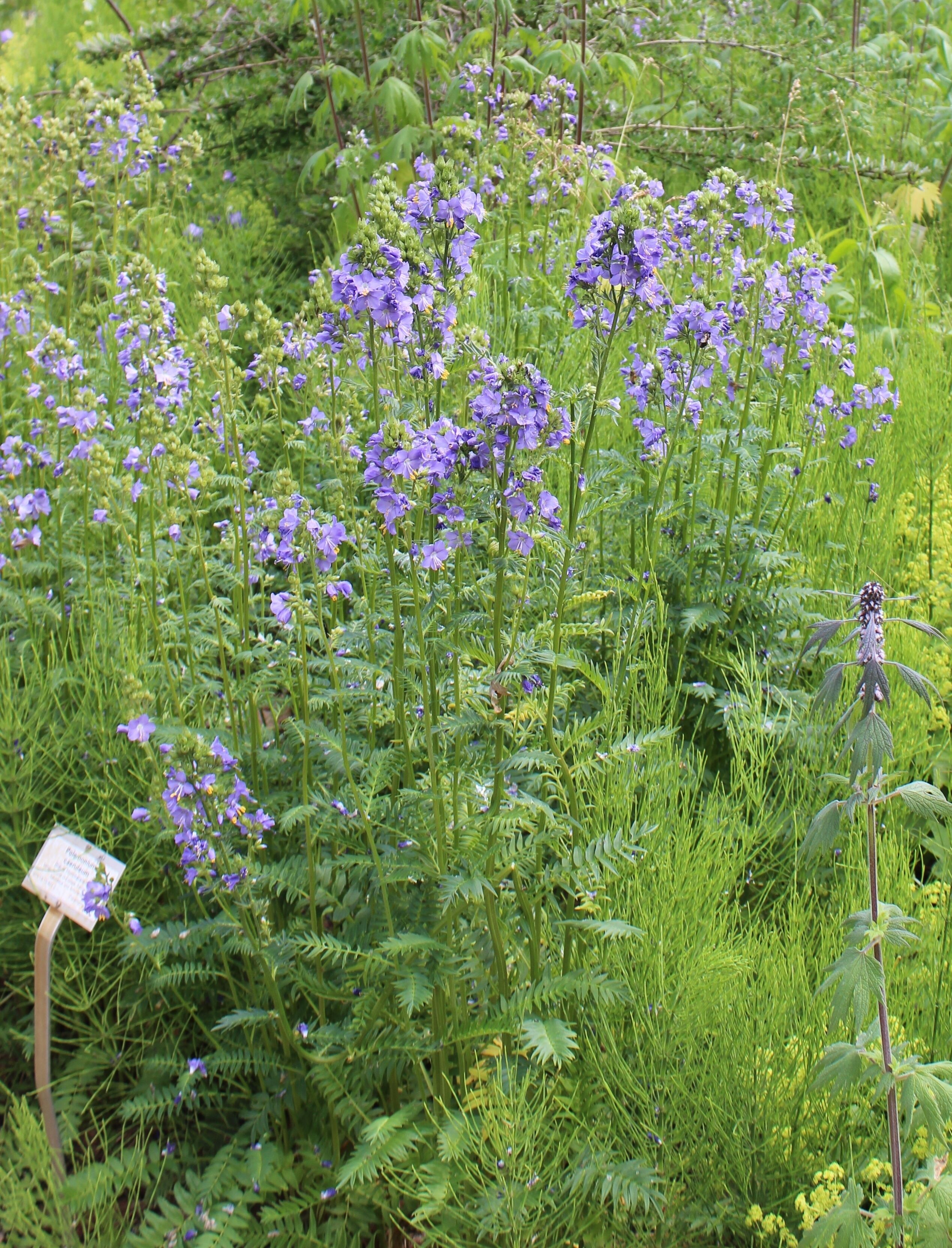 Polemonium caeruleum Botanischer Garten Berlin-Dahlem
