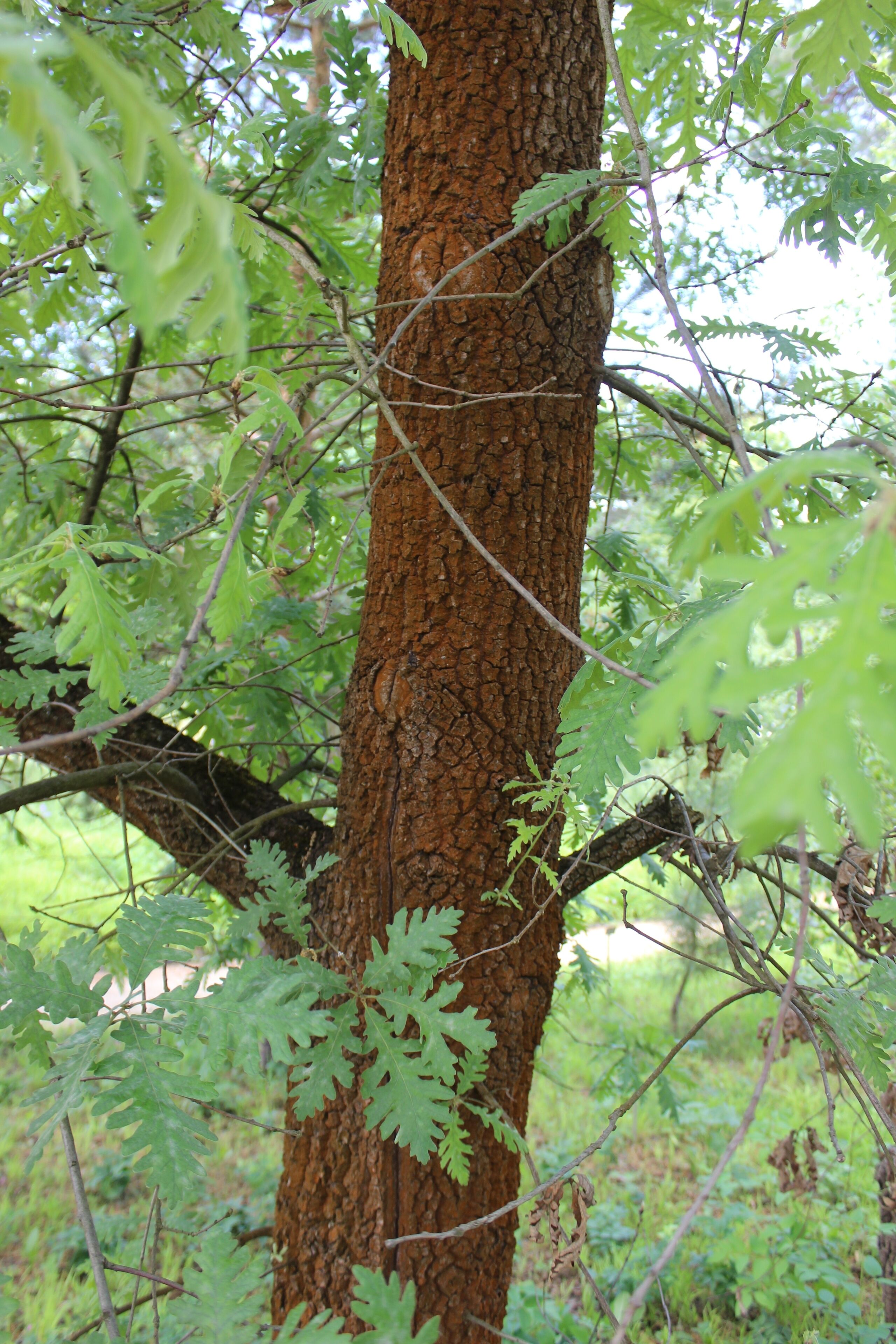 Quercus pyrenaica Botanischer Garten Berlin-Dahlem