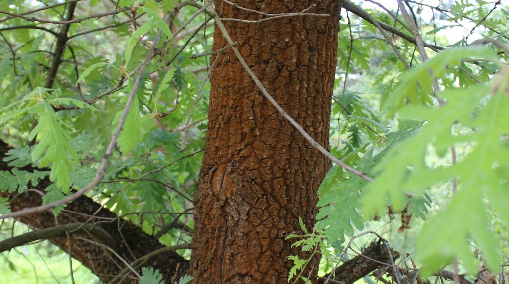Quercus pyrenaica Botanischer Garten Berlin-Dahlem