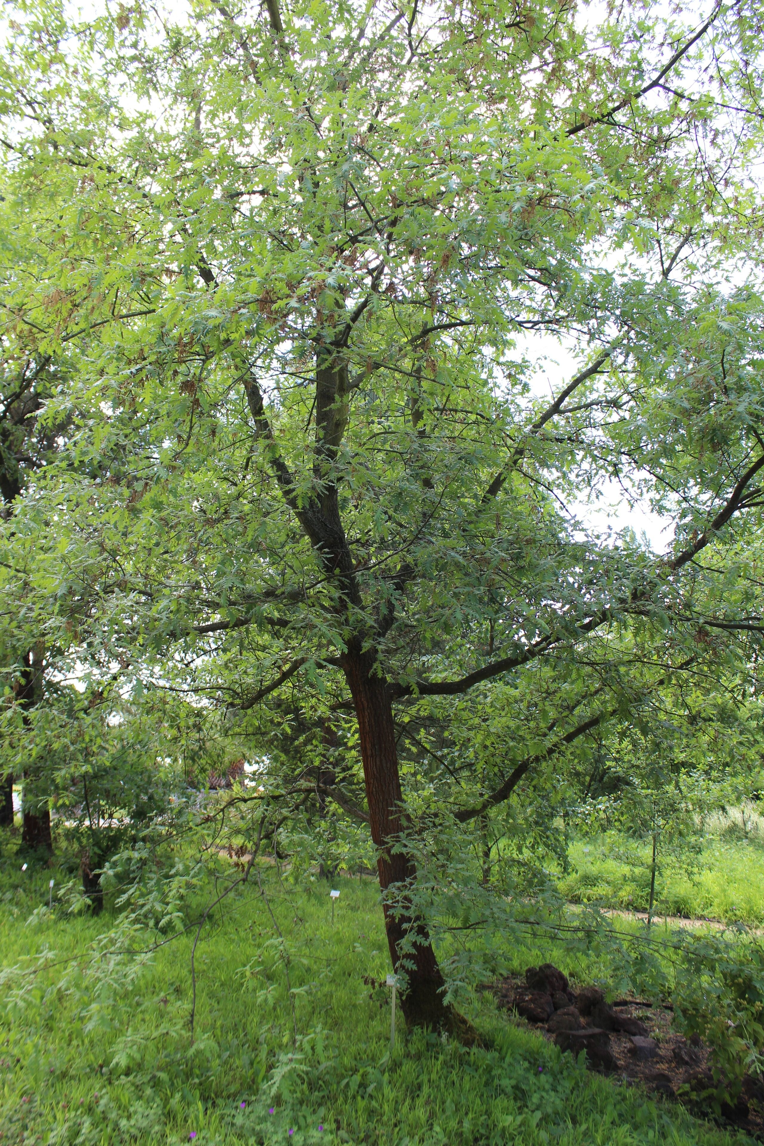 Quercus pyrenaica Botanischer Garten Berlin-Dahlem