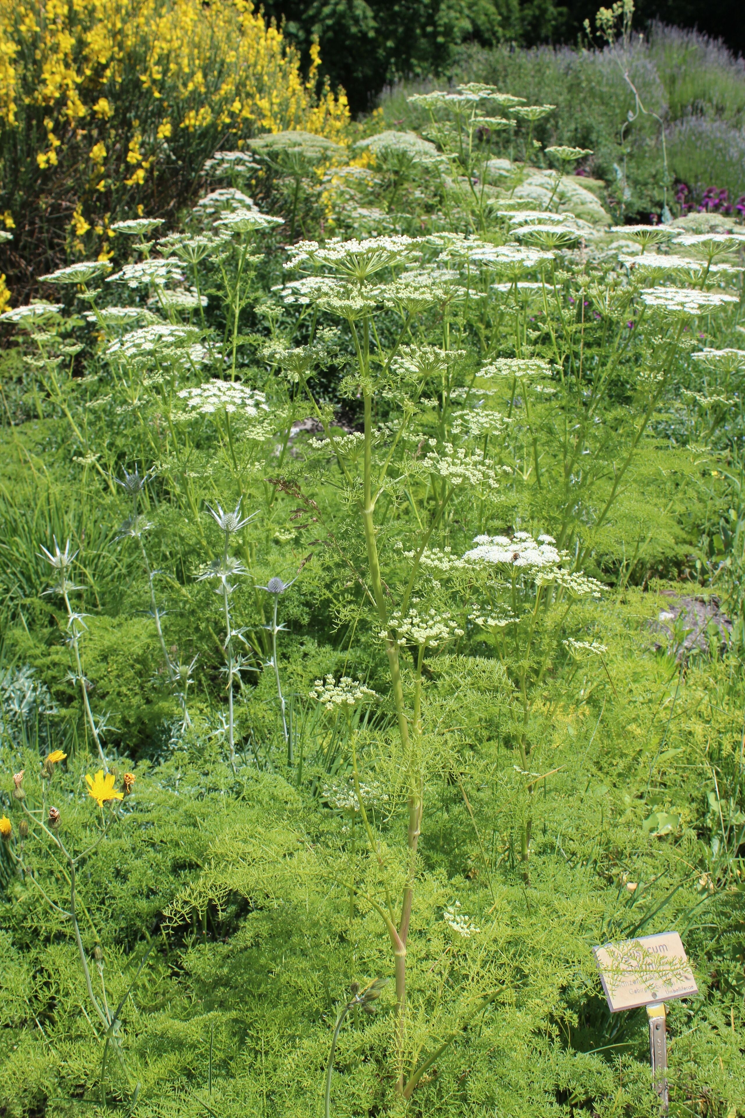 Ligusticum lucidum Botanischer Garten Berlin-Dahlem