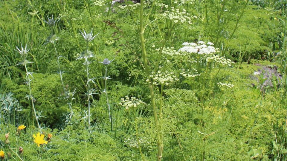 Ligusticum lucidum Botanischer Garten Berlin-Dahlem