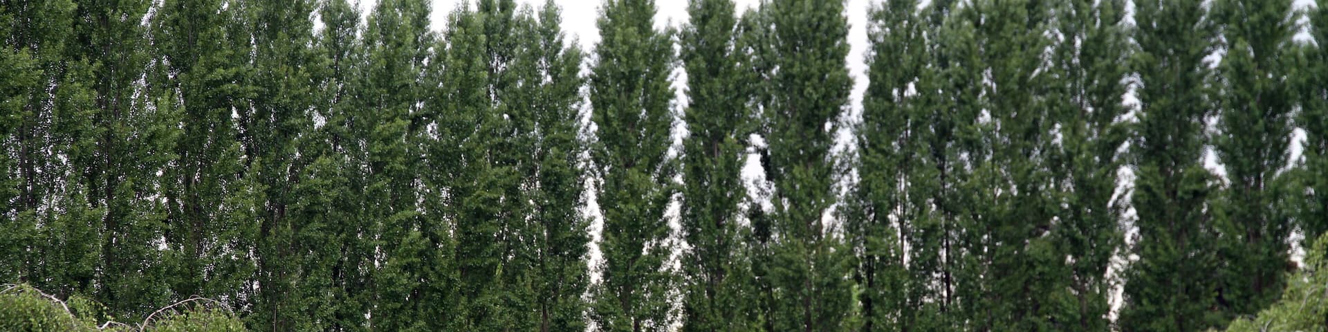 A statue surrounded by people in a park with tall trees.