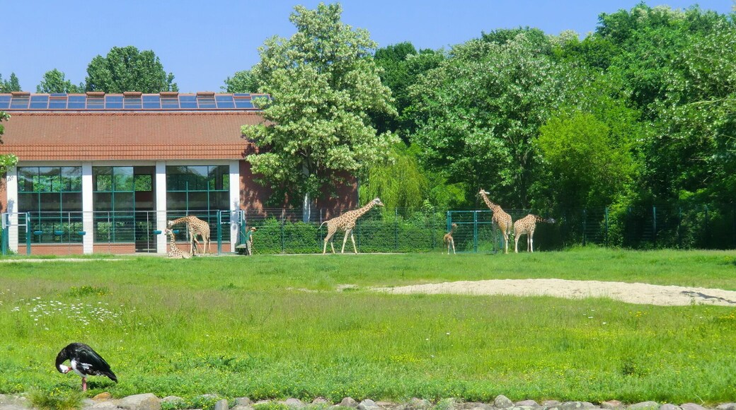 Berlin: Giraffe, Tierpark Friedrichsfelde