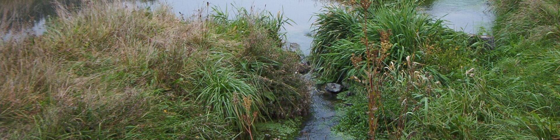Wetschaft in the Henzeried near Rosenthal-Roda, Germany