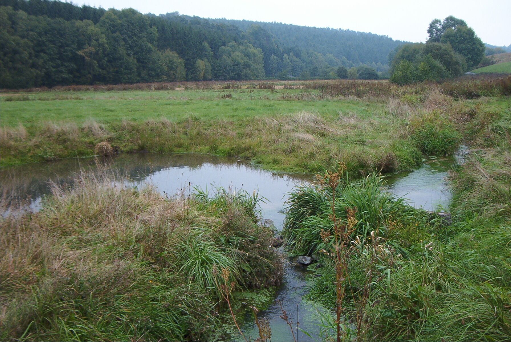 A wetland with a small stream, surrounded by grass and reeds, with a forested hill in the background.