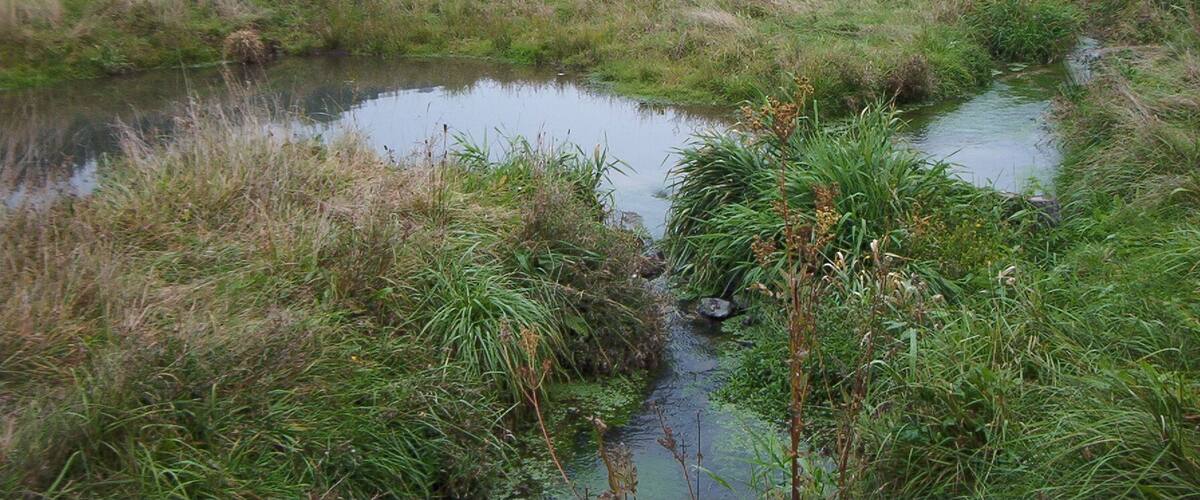 A wetland with a small stream, surrounded by grass and reeds, with a forested hill in the background.
