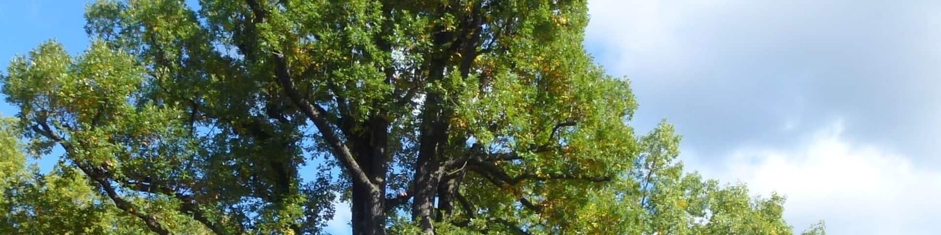 Berlin-Frohnau Eiche Am Pilz