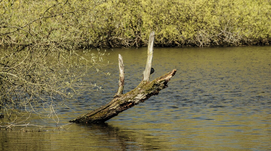 Der Hermsdorfer See in Richtung Lübars; Landschaftsschutzgebiet „Tegeler Fließ“ in Berlin