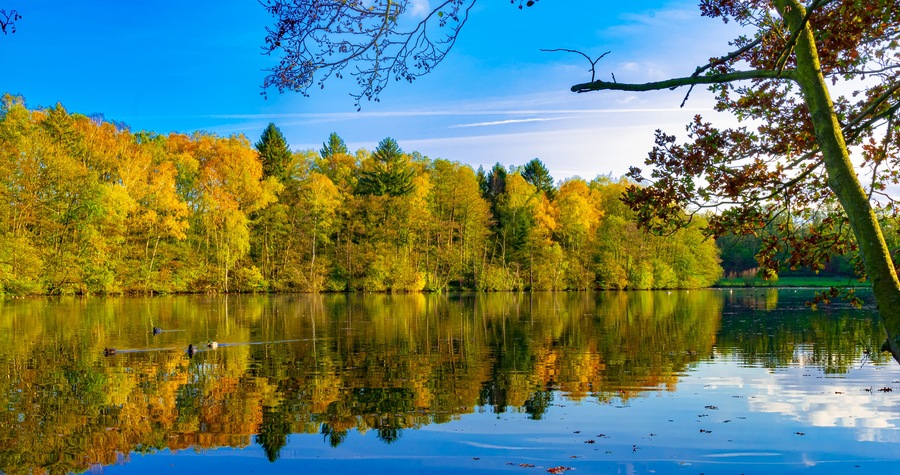 Autumn, landscape, Lüneburg Heath, Germany - A fantastic reflection of the brightly colored leaves of the trees in Lopausee, on a sunny day in golden October.