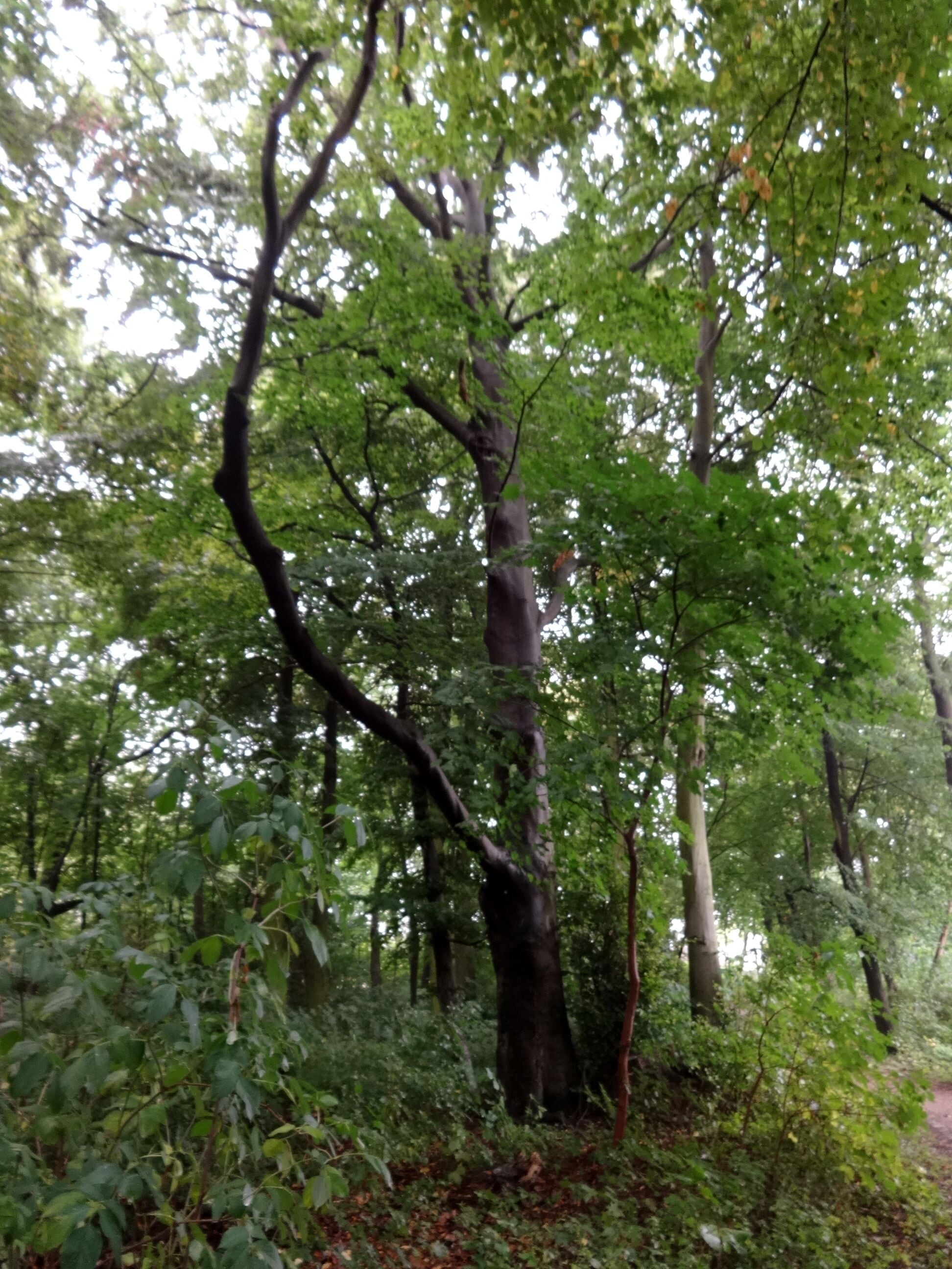 Waldowpark in Berlin-Mahlsdorf, benannt nach Wilhelm von Waldow (1856–1937), einem preußischen Staatsbeamten Der Park entstand Anfang des 20. Jahrhunderts auf Initiative eines Mahlsdorfer Gutsbesitzers, der nach dem Krieg enteignet wurde. Eine LPG baute hier Kartoffeln an. Seit den 1990er Jahren ist der Park als Naherholungsgebiet wieder nutzbar.