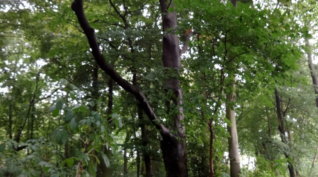 Waldowpark in Berlin-Mahlsdorf, benannt nach Wilhelm von Waldow (1856–1937), einem preußischen Staatsbeamten Der Park entstand Anfang des 20. Jahrhunderts auf Initiative eines Mahlsdorfer Gutsbesitzers, der nach dem Krieg enteignet wurde. Eine LPG baute hier Kartoffeln an. Seit den 1990er Jahren ist der Park als Naherholungsgebiet wieder nutzbar.