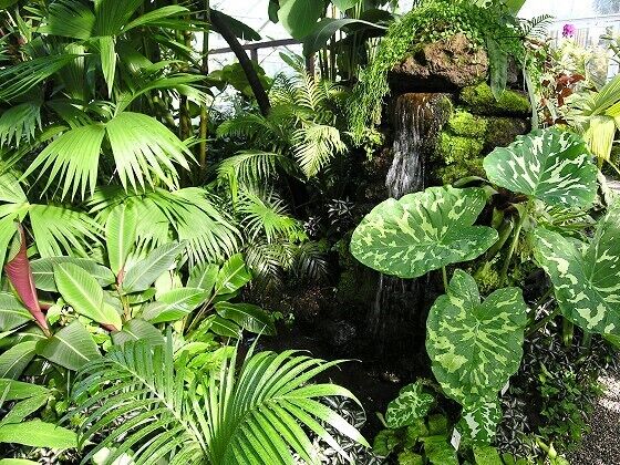 Waterfall in the orchid house (Munich Botanical Garden)