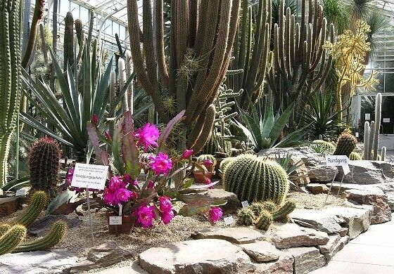 Succulents at the entrance to the glasshouse complex (Munich Botanical Garden)