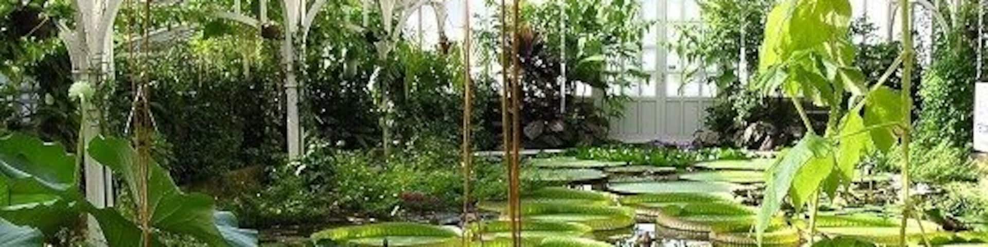 A greenhouse with water lilies and various plants.