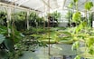A greenhouse with water lilies and various plants.