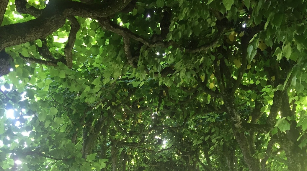 Ok, so I'm back home but I have to share this pic. It was taken in the castle garden of Dachau. As everyone is visiting Dachau just for its ugly history and don't even try to see the beautiful city, I wanted you to see a bit of its beauty. It's more than just the beautiful flowers and trees, from the garden you can overlook Dachau and Munich and, with luck, you might have a magnificent sight of the bavarian alps. đ