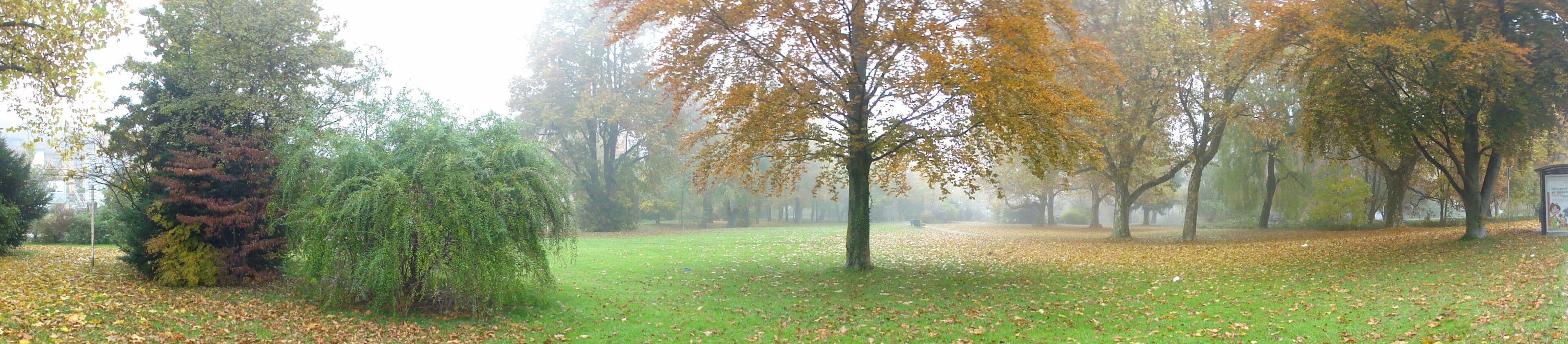 Un parque con árboles, un campo cubierto de césped y hojas caídas.