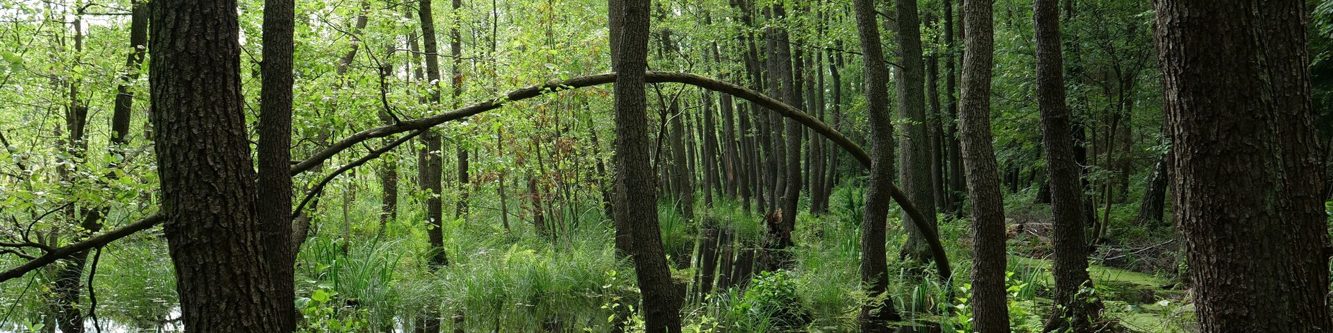 This is a picture of the protected area listed at WDPA under the ID