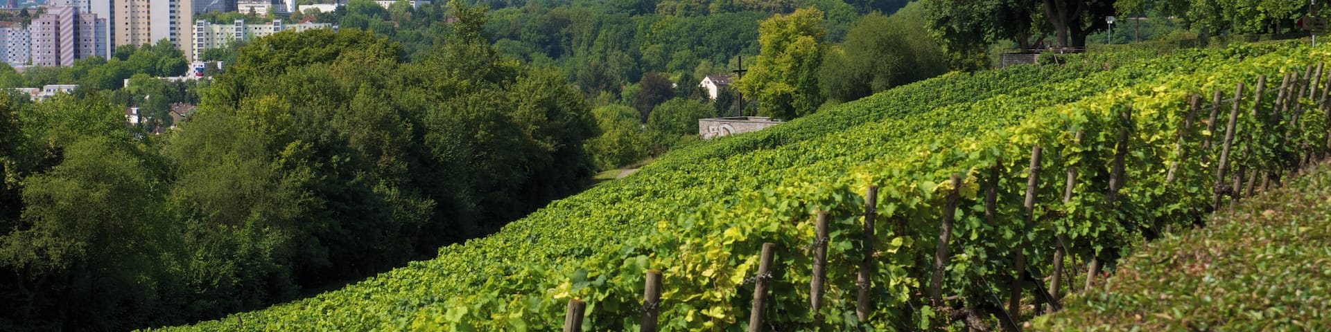 Vineyard at Lohrberg with the city centre of Frankfurt am Main in the background