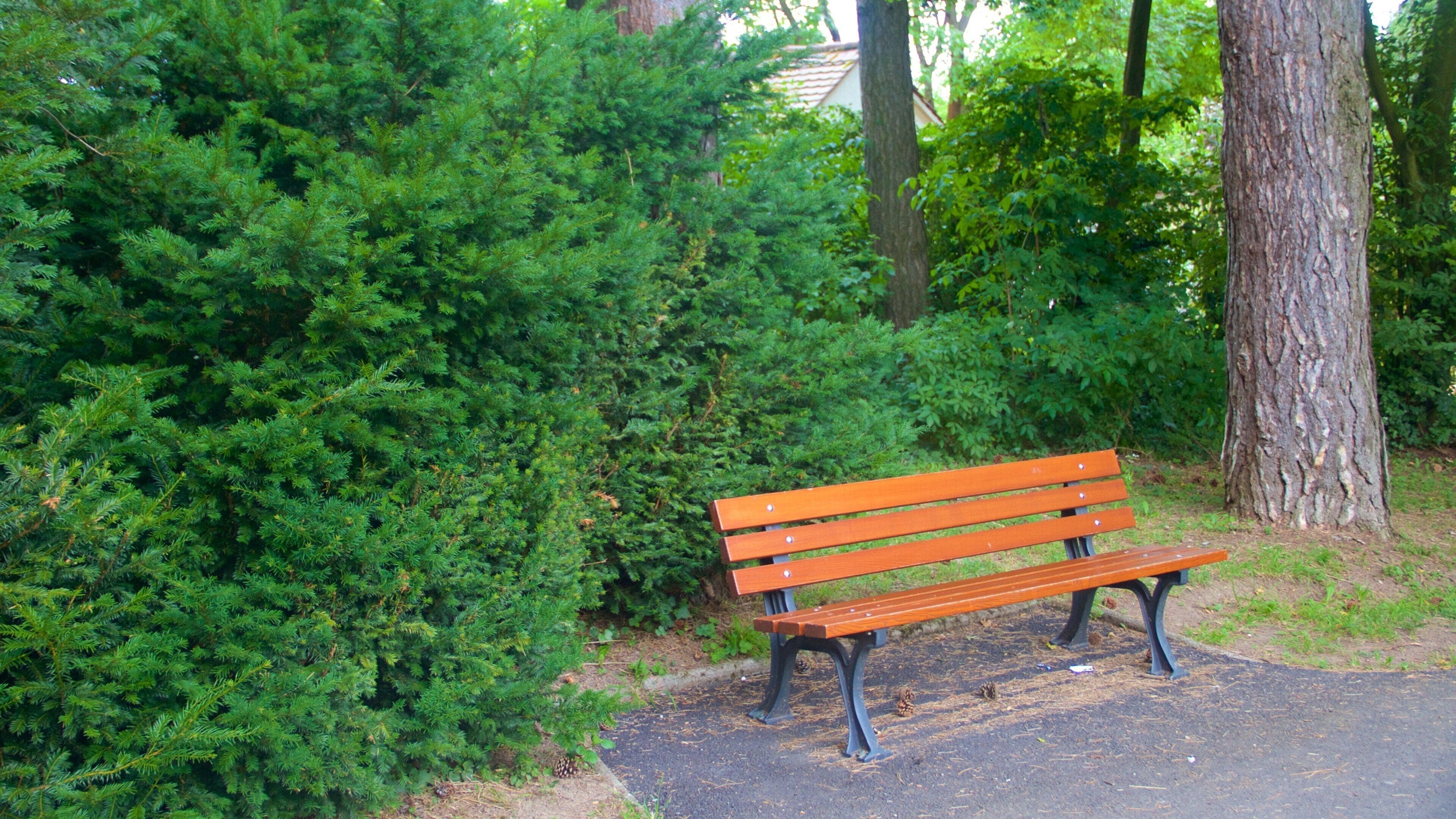 Seckbach featuring a garden