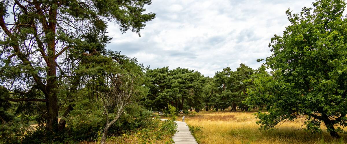 Wanderung durch die wunderschöne Schwanheimer Dünen vor den Toren der Mainmetropole Frankfurt am Main - Hessen - Deutschland