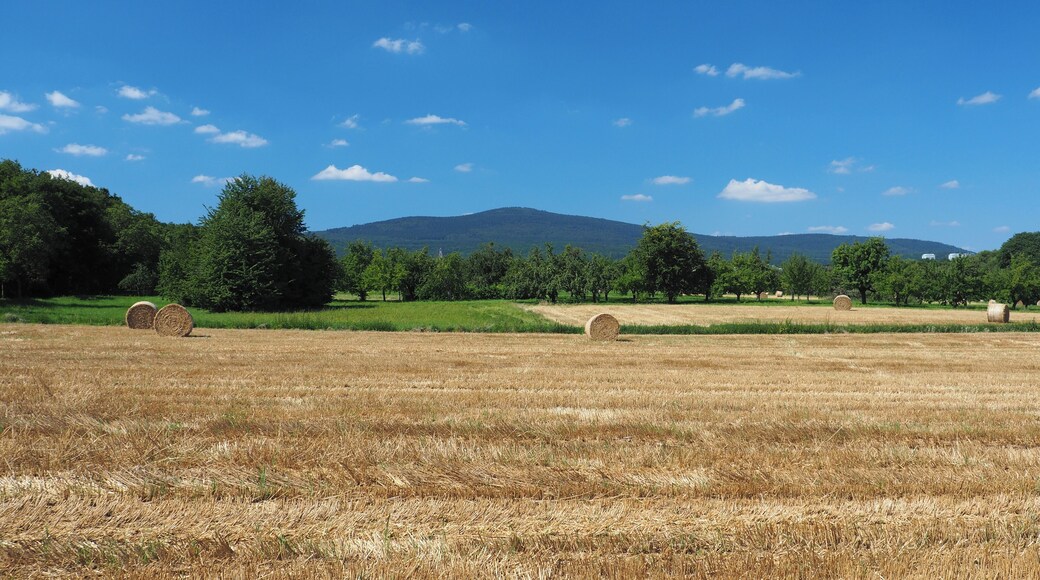 Altkönig (798 m), view from the fields in the north of Schwalbach am Taunus