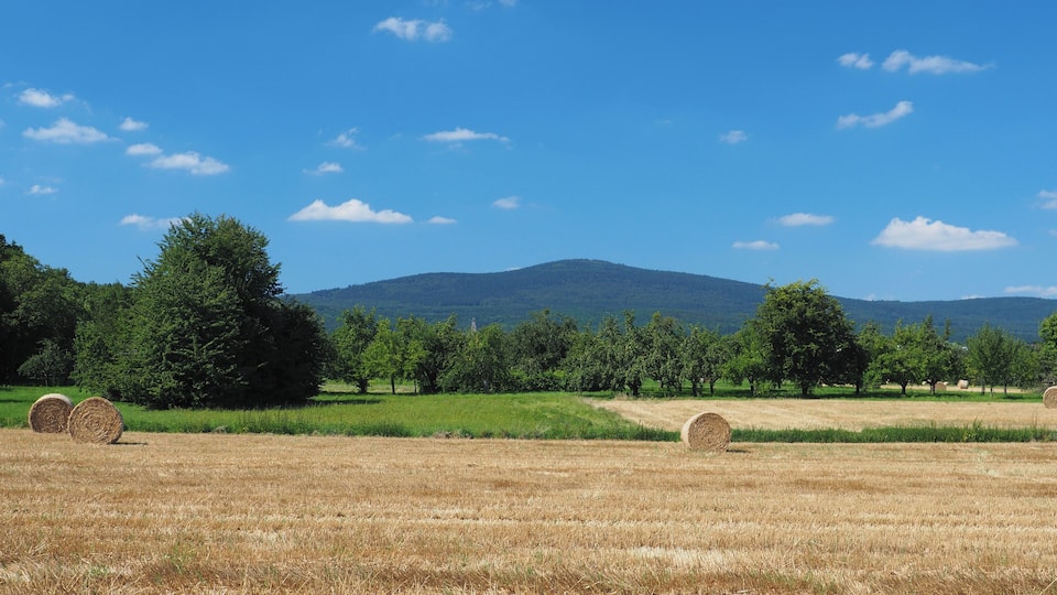 A field with hay bales, trees, and a mountain in the background.