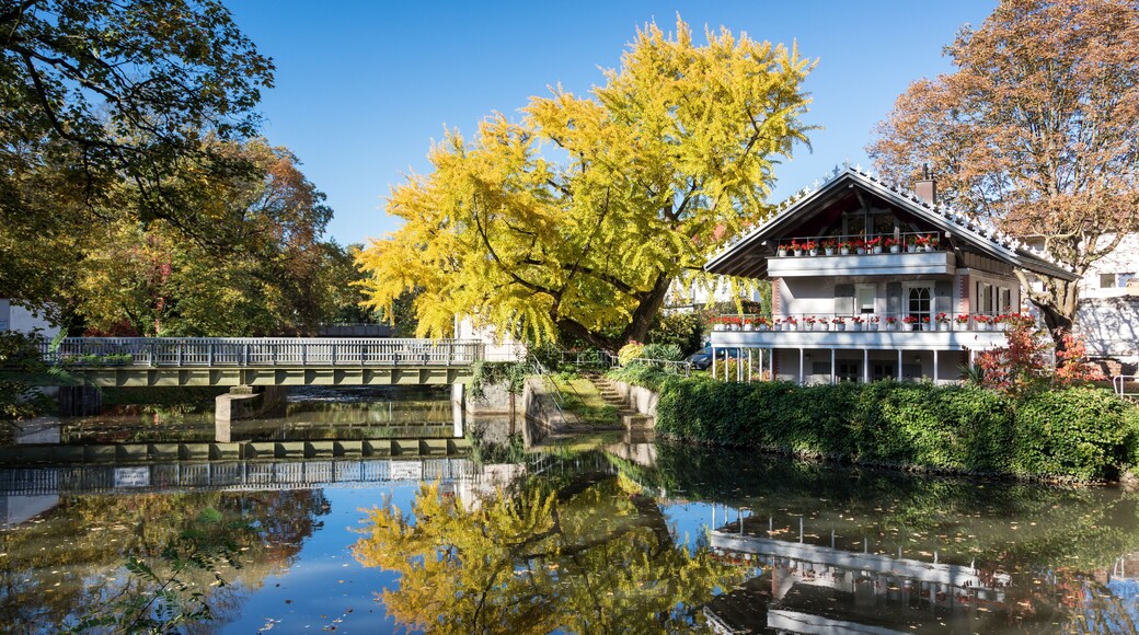 Famous tree Goethegingko at the river Nidda
