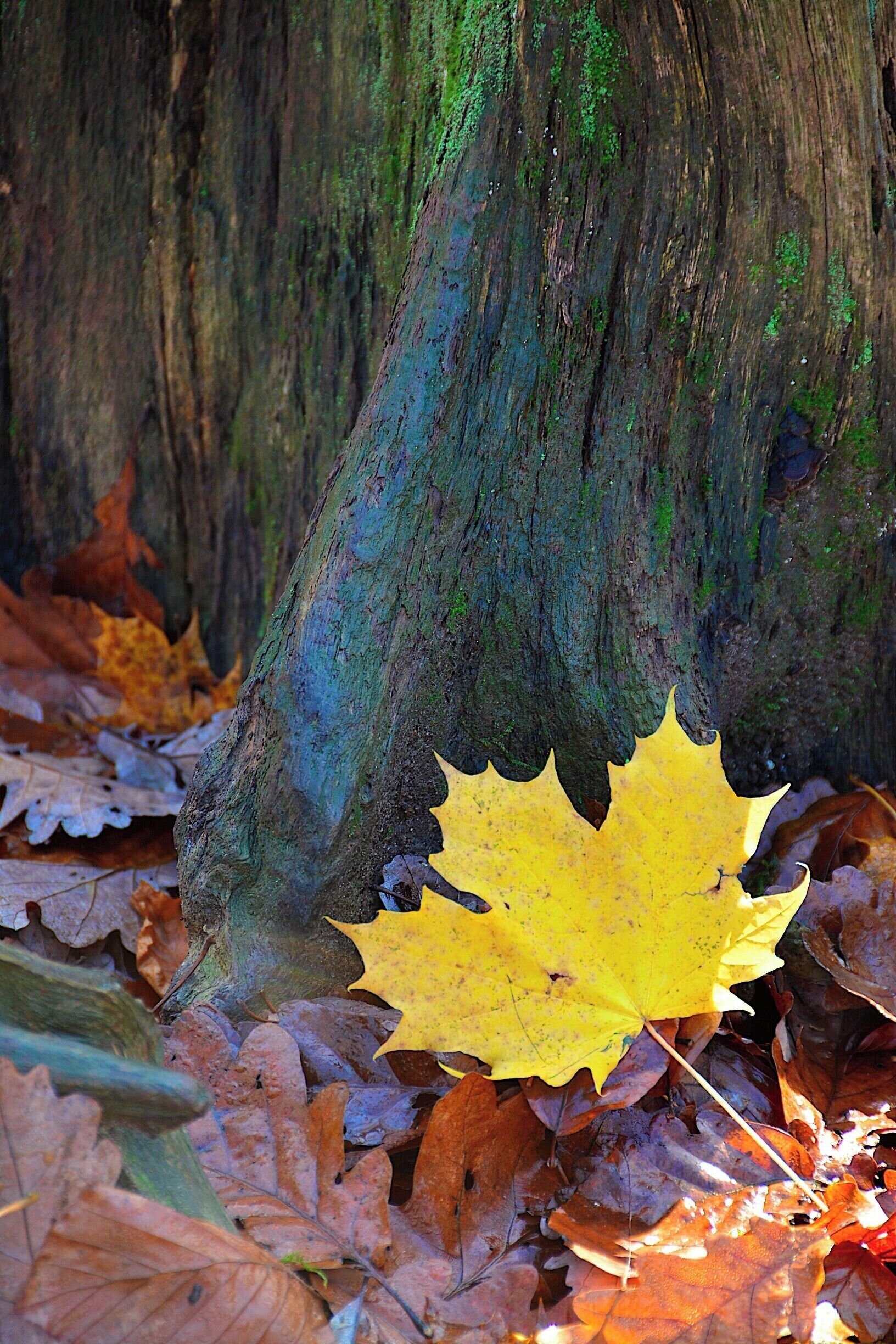 Fallen leaves and tree stump on a trail...
