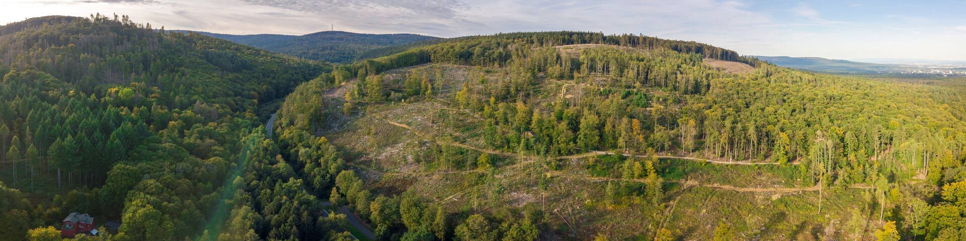 Panorama vom Waldsterben im Taunus durch den Borkenkäfer und Klimawandel Luftaufnahme mit Drohne, Deutschland nahe Oberursel